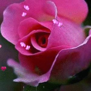 Meet your Posher, Elizabeth